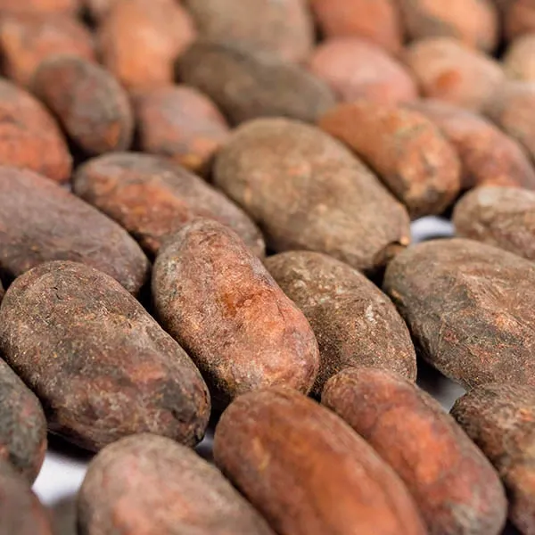 Detailed analysis of Patanemo Fino cocoa bean showing internal structure