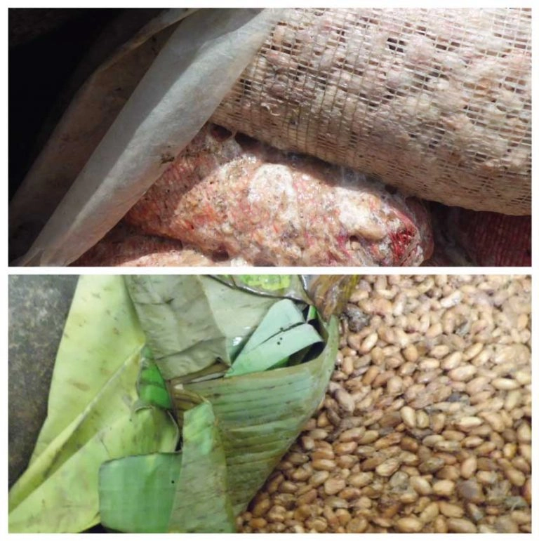 Patanemo Fino cocoa fermentation process in nylon bags
