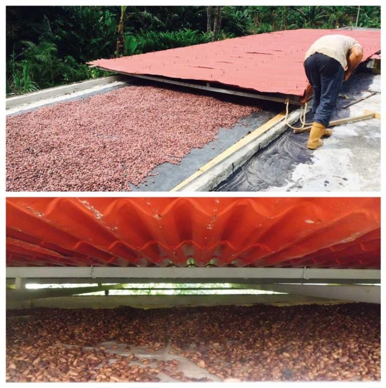 Patanemo Fino cocoa sun-drying process on wooden beds