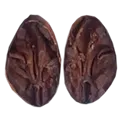 patanemo seed